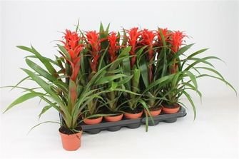 Kambarinis augalas, guzmanija "Fiesta", vazonėlio skersmuo 9 cm.