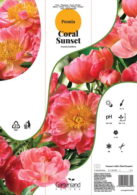 Daugiametė gėlė, puikusis bijūnas "Coral sunset", kartoninė tūtelė