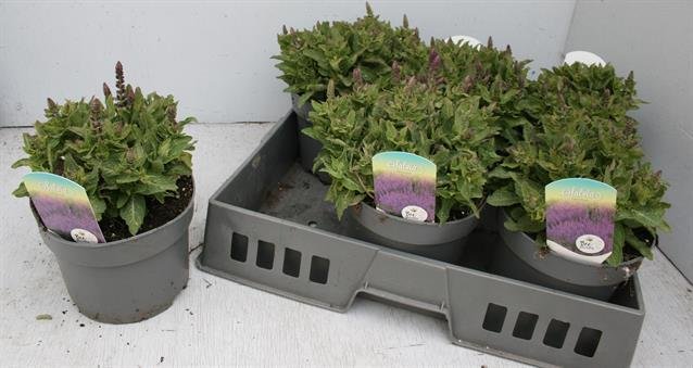 Daugiametė gėlė, šalavijas, vazono skersmuo 17 cm.