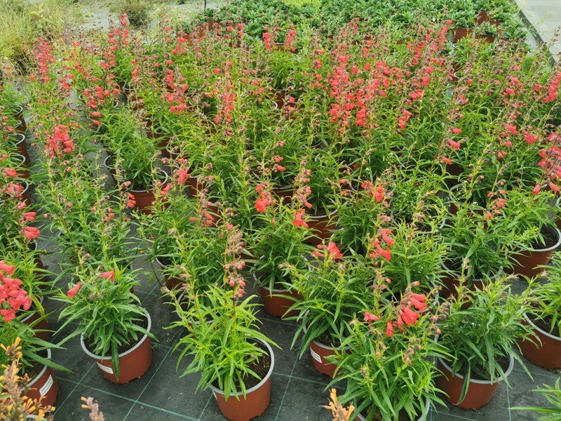 Daugiametė gėlė, penstemonas (Penstemon), vazono skersmuo 15 cm.