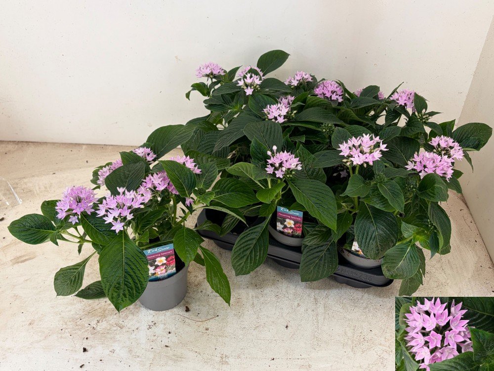 Vienmetė gėlė, pentas (Egipto žvaigždė) "Lava", vazonėlio skersmuo 13 cm.