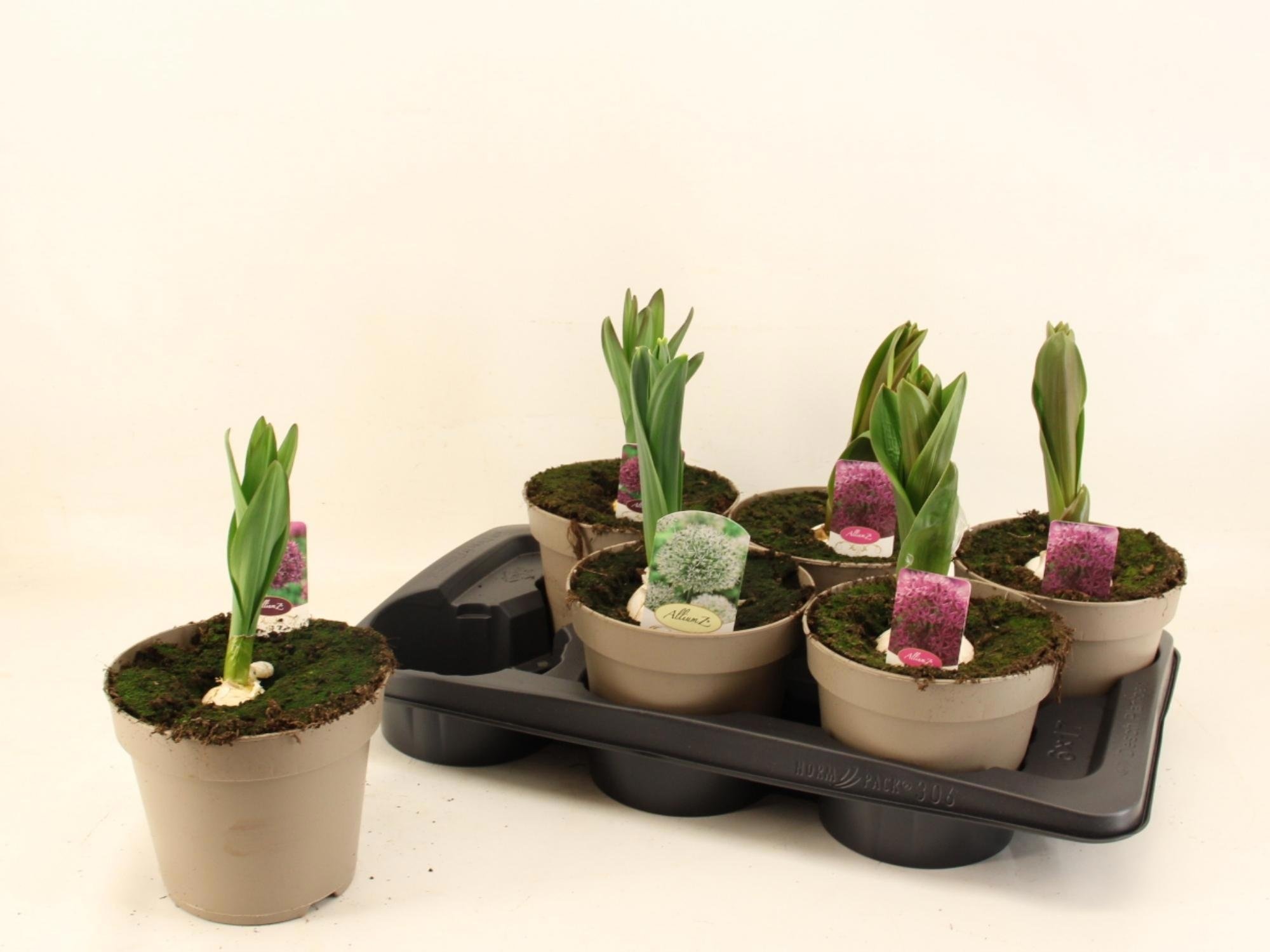 Daugiametė gėlė, dekoratyvinis česnakas, vazonėlio skersmuo 17 cm.