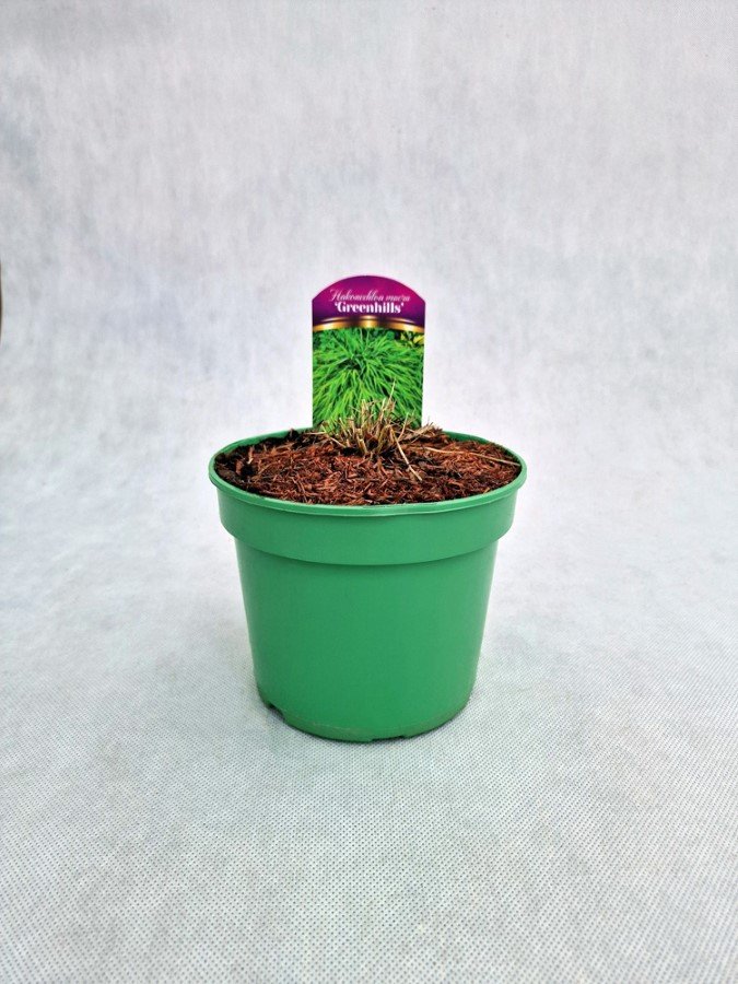 Žolinis augalas, hakonė didžioji "Greenhills", vazonas 1,5 l.