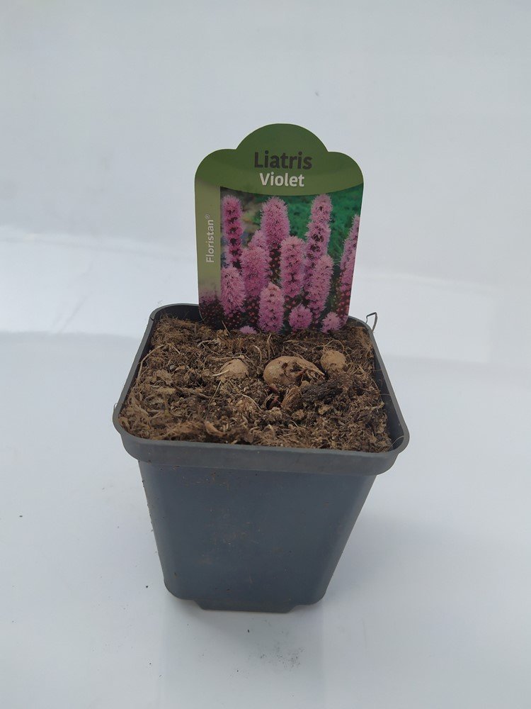 Daugiametė gėlė, liatris "Floristan Violet", vazonėlio skersmuo 9 cm.