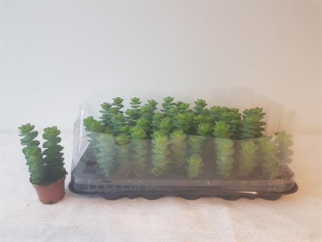 Kambarinis augalas, storalapis, vazonėlio skersmuo 6 cm.