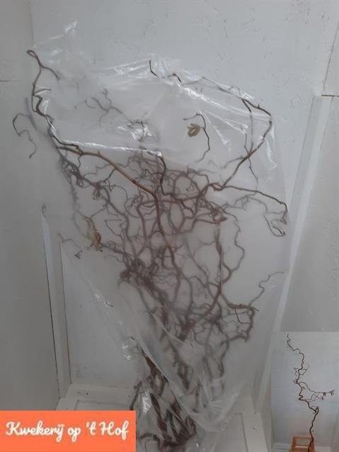 Lazdyno šakelė, 1 vnt.