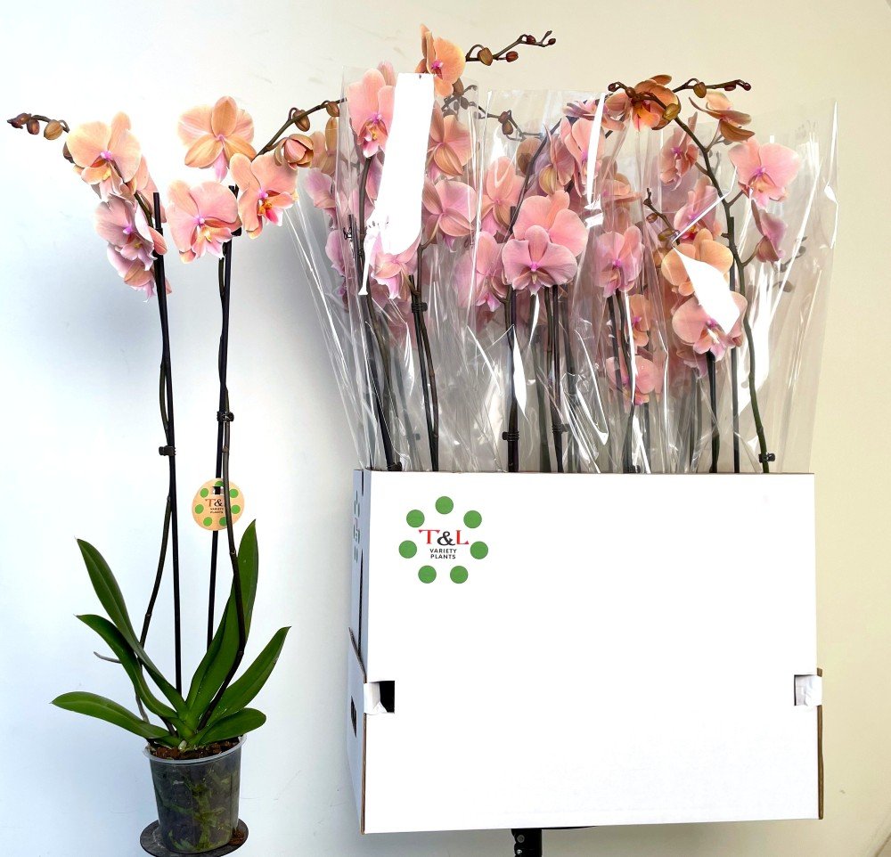 Kambarinis augalas, orchidėja "Oranje", vazonėlio skersmuo 12 cm.