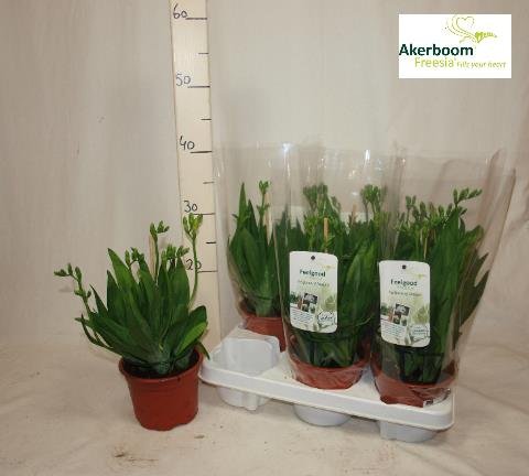 Kambarinis augalas, frezija, vazonėlio skersmuo 13 cm.