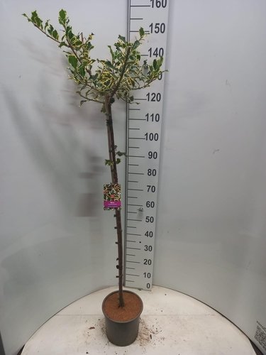 Dekoratyvinis krūmas, bugienis dygialapis "Argen Marginata", ant stiebo, vazonėlio skersmuo 23 cm.