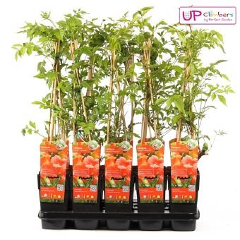 Vijoklinis augalas, ląstūnė, vazono skersmuo 15 cm.