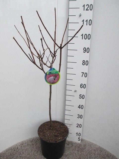 Dekoratyvinis krūmas, hortenzija "Vanill-Frais", vazonėlio skersmuo 28 cm.