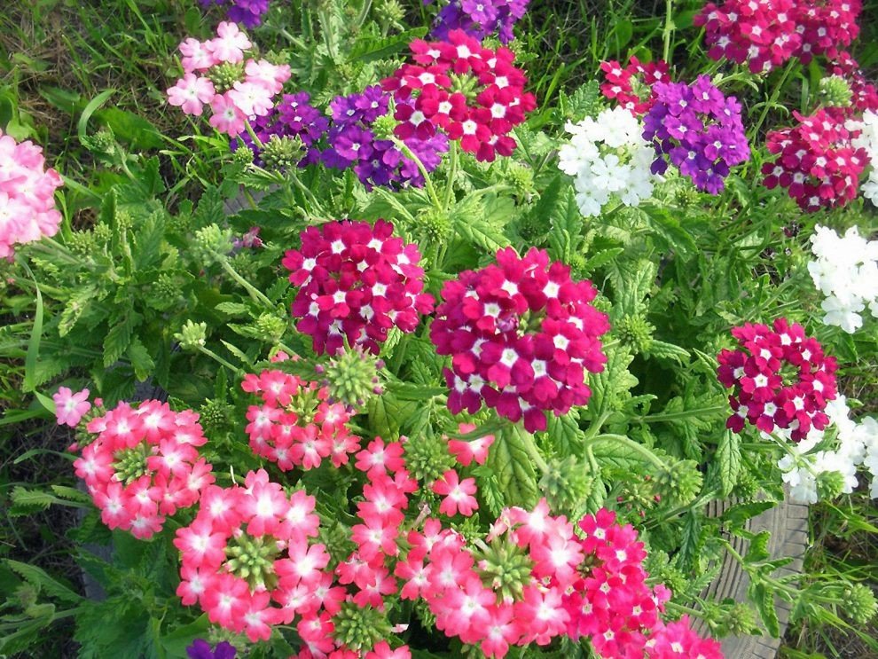 Vienmetė gėlė, verbena svyranti, vazonėlio skermuo 15 cm.