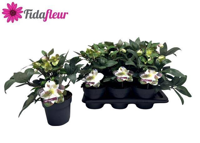 Daugiametė gėlė, eleboras "Viv Valeria", vazonėlio skersmuo 17 cm.