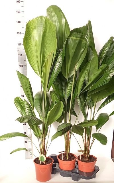 Kambarinis augalas, klotūnė (Licuala), vazonėlio skersmuo 19 cm.