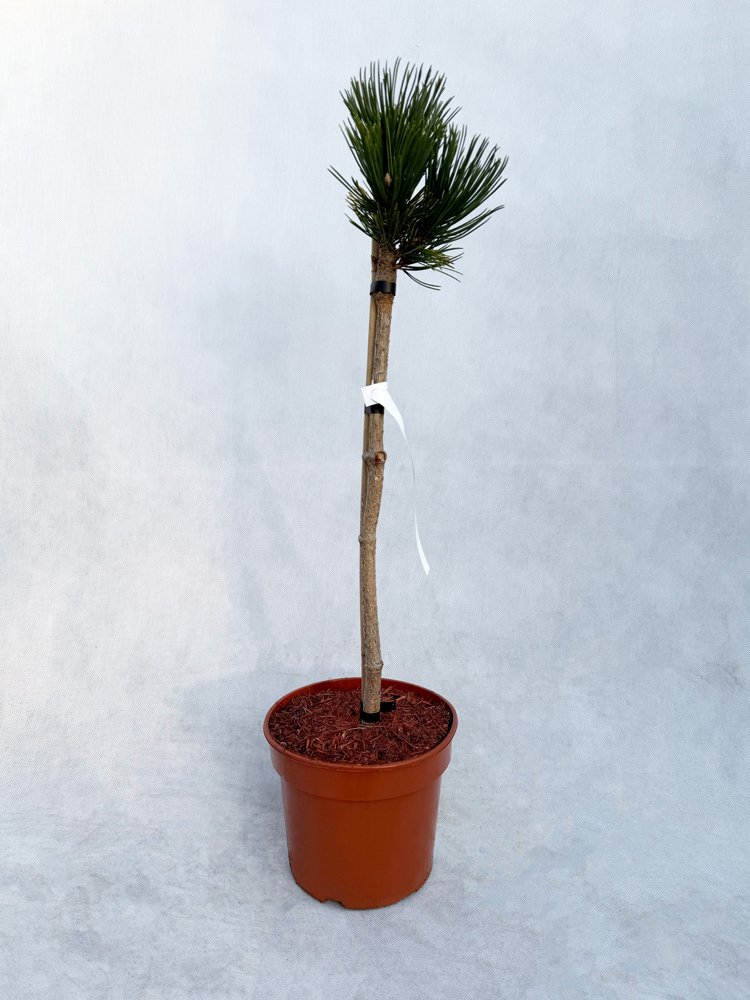 Spygliuotis, pušis baltažievė "Smidtii", aukštis 40-50 cm., vazonas 3 l.