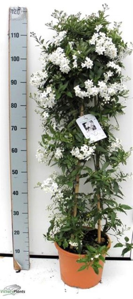 Dekoratyvinis krūmas, jazminas, vazonėlio skersmuo 26 cm.