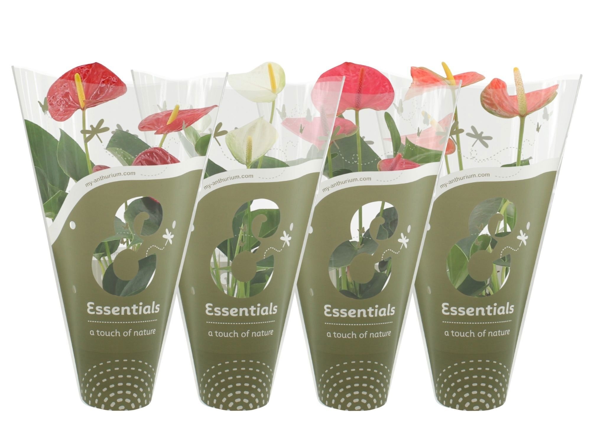 Kambarinis augalas, anturis, įvairūs, vazonėlio skersmuo 12 cm.