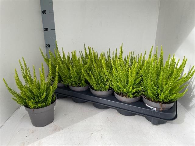 Vienmetis augalas, viržis "Skyline Gem", vazonėlio skersmuo 11 cm.