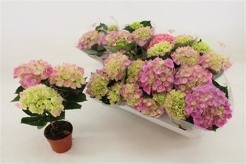 Dekoratyvinis krūmas, hortenzija "Serena", vazonėlio skersmuo 10 cm.