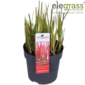 Žolinis augalas, imperata "Red Baron", vazonėlio skersmuo 14 cm.