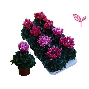 Kambarinis augalas, ciklamenas, vazonėlio skersmuo 15 cm.