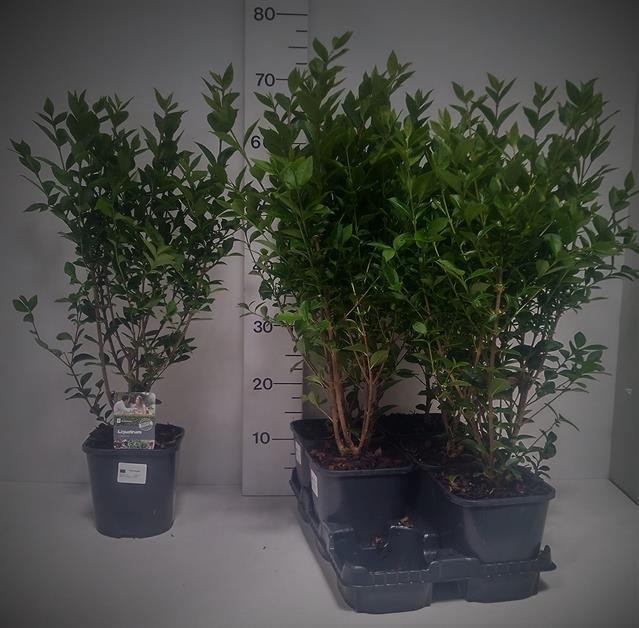 Dekoratyvinis krūmas, ligustras, vazonėlio skersmuo 14 cm.