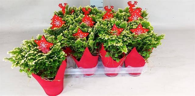 Kambarinis augalas, selaginelė "Jori", vazonėlio skersmuo 9 cm.