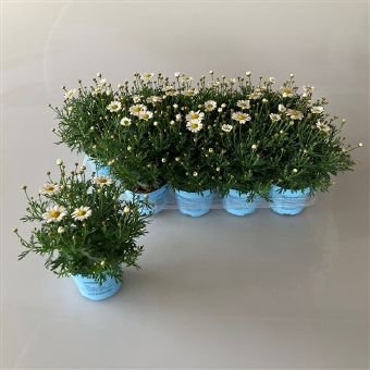 Vienmetė gėlė, sidabrūnis, vazonėlio skersmuo 12 cm.