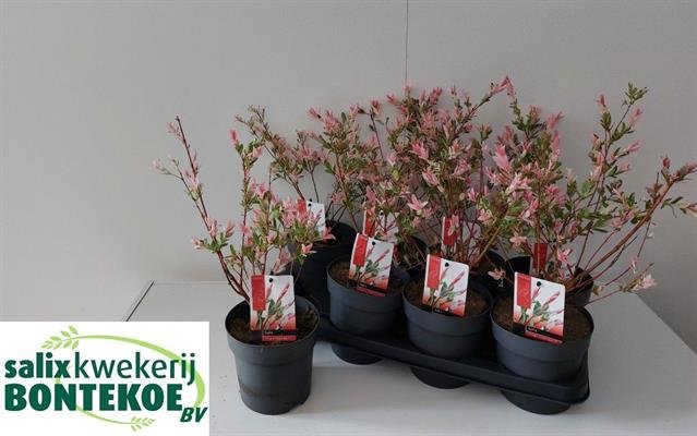 Dekoratyvinis medis, gluosnis "Flamingo", vazonėlio skersmuo 14 cm.