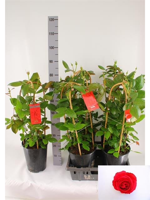 Daugiametė gėlė, rožė "Bella Select", vazonėlio skersmuo 21 cm.