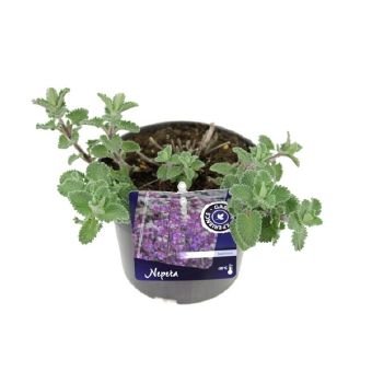 Daugiametė gėlė, katžolė, vazonėlio skersmuo 13 cm.