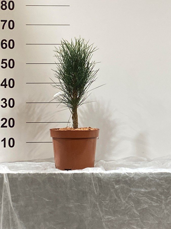 Spygliuotis, pušis "Green ower", vazonėlio skersmuo 23 cm.