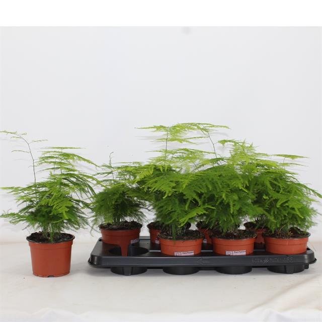 Kambarinis augalas, smidras, vazonėlio skersmuo 12 cm.