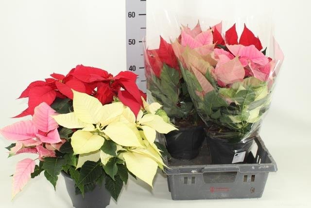 Kambarinis augalas, puansetija, įvairios, vazonėlio skersmuo 21 cm.