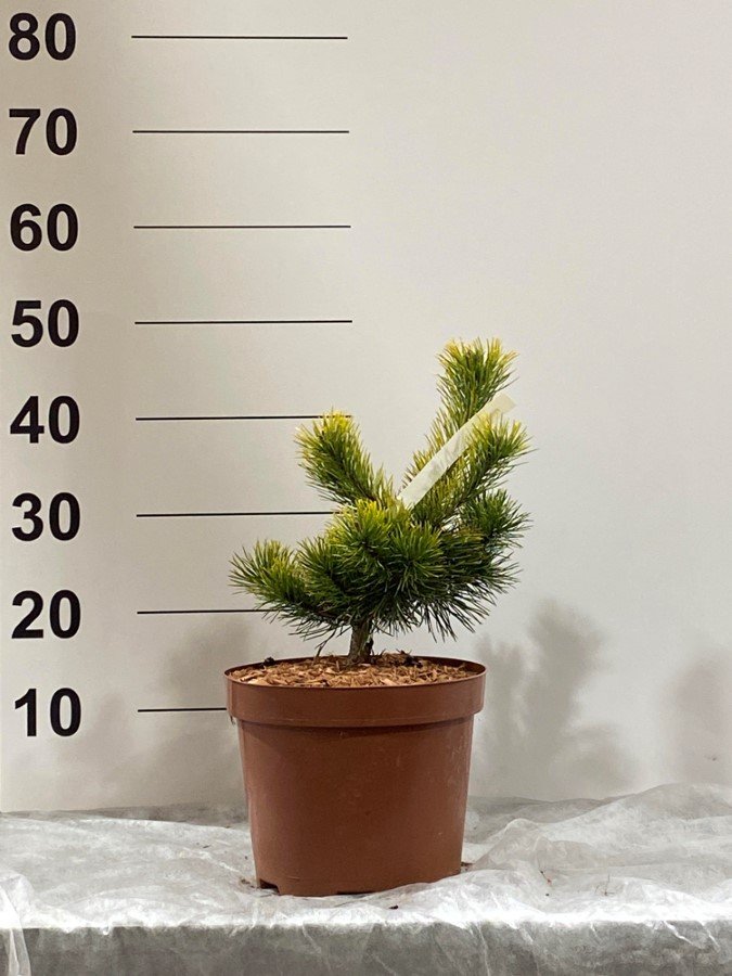 Spygliuotis, pušis "Horstyn Gold", vazonėlio skersmuo 23 cm.