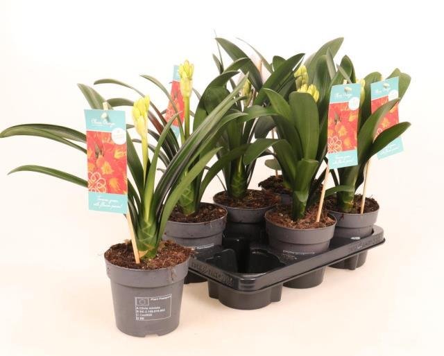 Kambarinis augalas, klivija, vazonėlio skersmuo 13 cm.