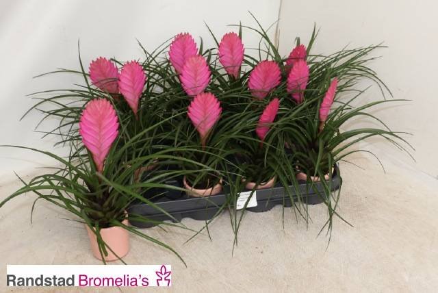 Kambarinis augalas, tilandsija "Cyanea", vazonėlio skersmuo 7 cm.