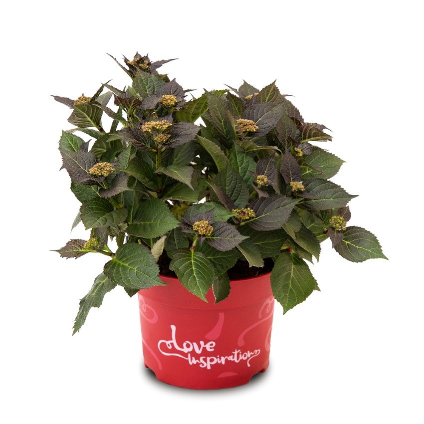 Dekoratyvinis krūmas, hortenzija didžialapė, Love Inspiration Mix, vazonėlio skersmuo 23 cm.
