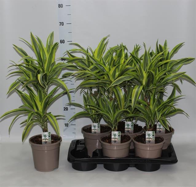 Kambarinis augalas, dracena "Lemon Lime", vazonėlio skersmuo 17 cm.
