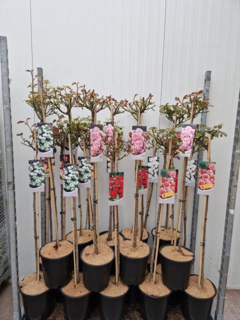 Daugiametė gėlė, rožė, ant stiebo, įvairios, vazonėlio skersmuo 23 cm.