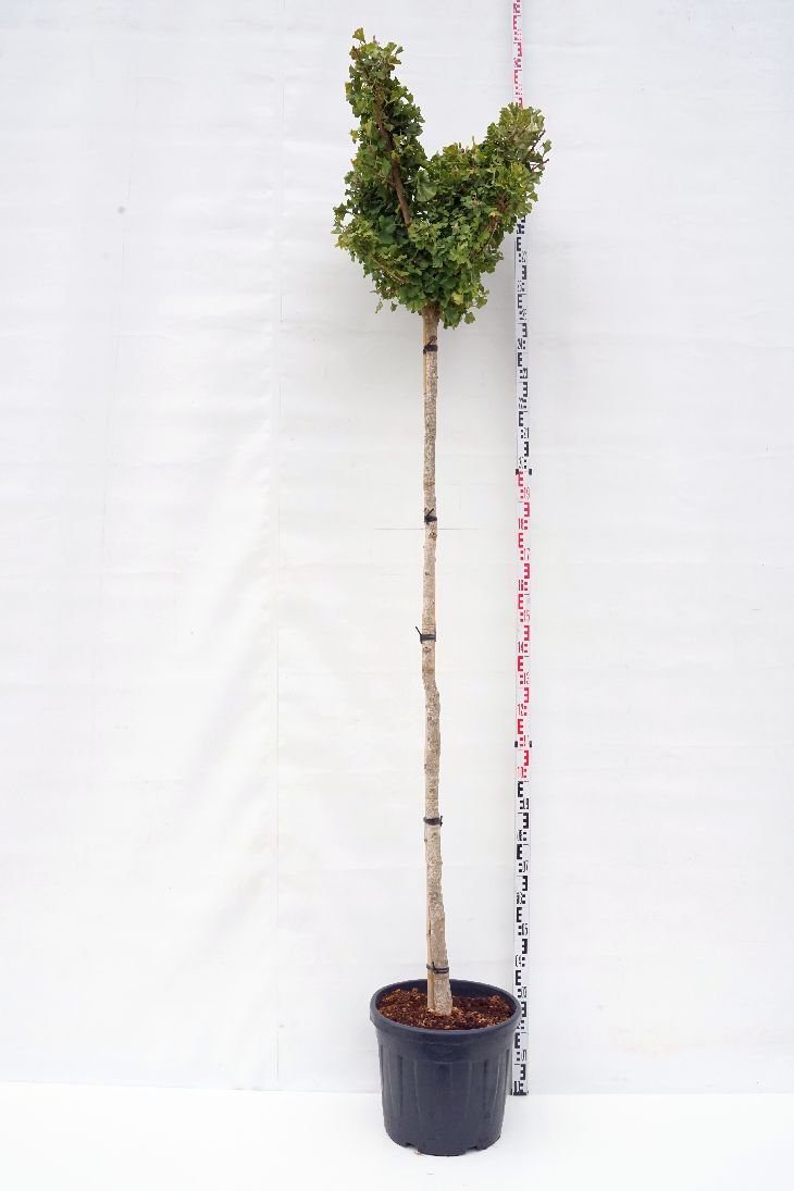 Dekoratyvinis medis, ginkmedis dviskiautis "Mariken", aukštis 200 cm., vazonas 45 l.