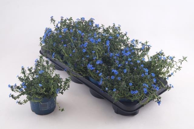 Alpinariumo augalas, litodora "Heaven Bl", vazonėlio skersmuo 12 cm.