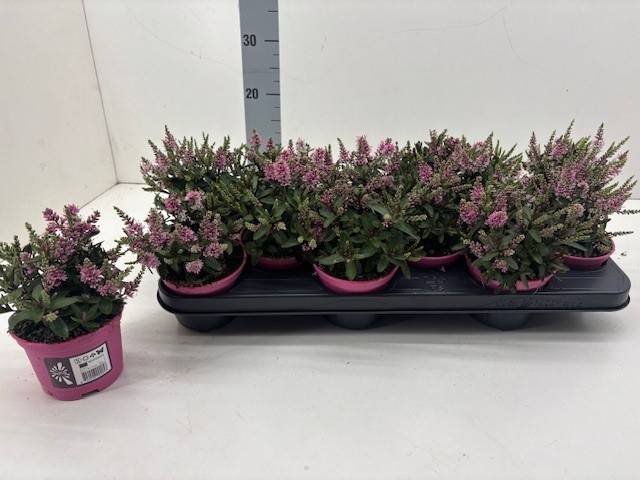 Dekoratyvinis krūmas, hebė "Bright Pink", vazonėlio skersmuo 11 cm.