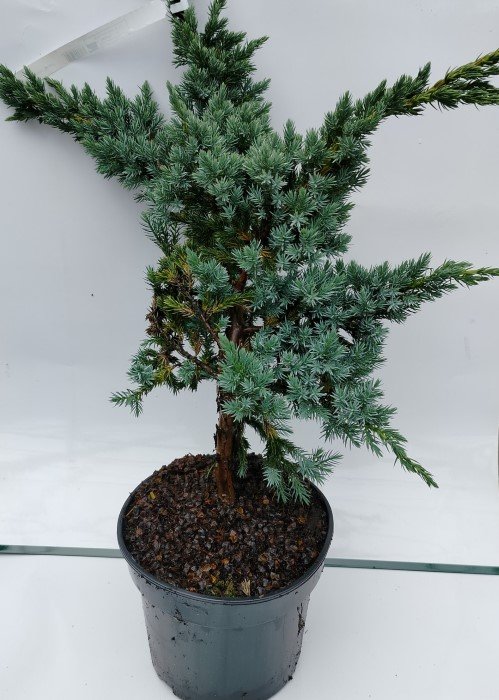 Spygliuotis, kadagys "Meyeri", vazonas 3 l.