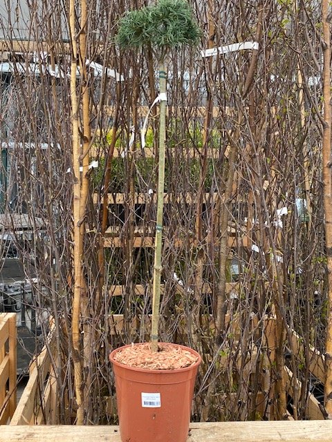 Spygliuotis, pušis dekoratyvinė "Green Twist", ant stiebo, vazonėlio skersmuo 22 cm.