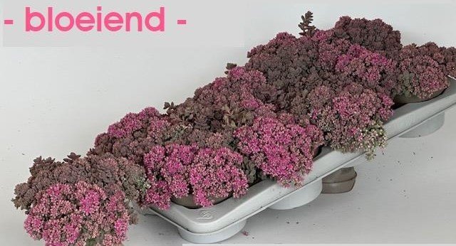 Alpinariumo augalas, šilokas "Lidakense", vazonėlio skersmuo 13 cm.