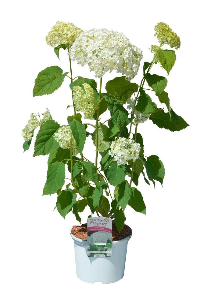 Dekoratyvinis krūmas, hortenzija šviesioji, vazonas 5 l.