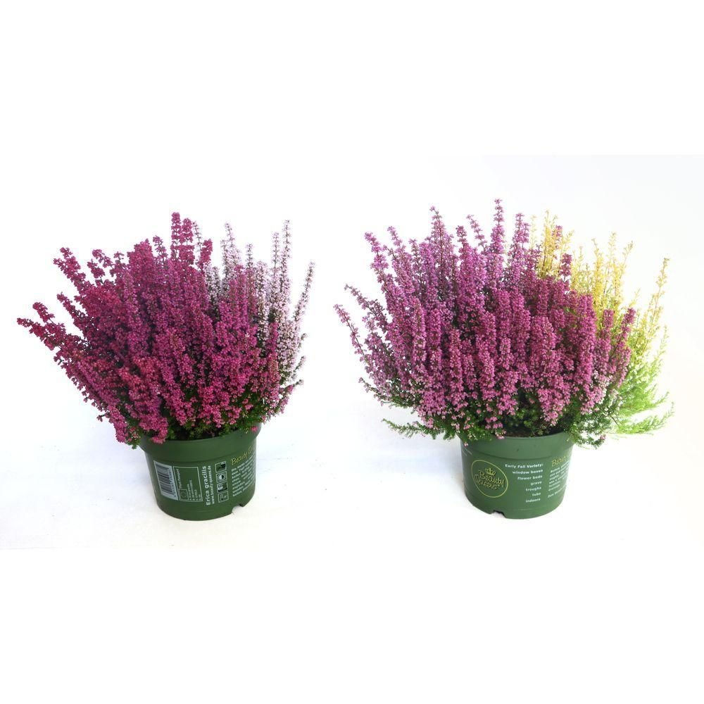 Vienmetė gėlė, erika, įvairių sp., vazonėlio skersmuo 17 cm.