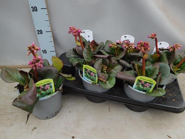 Daugiametė gėlė, bergenija, vazono skersmuo 15 cm.