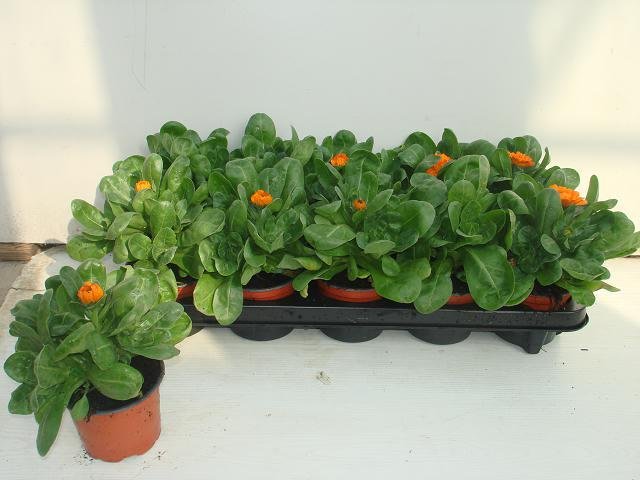 Vienmetė gėlė, medetka, vazonėlio skersmuo 10 cm.